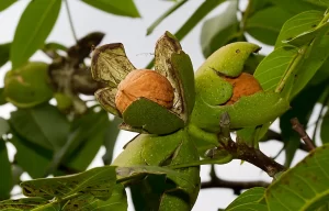 HEALTHY NATURAL AND FRESH NUTS - Image 3