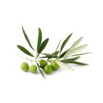 HEMANI OLIVE LEAVES 20 TEA BAGS - Image 3