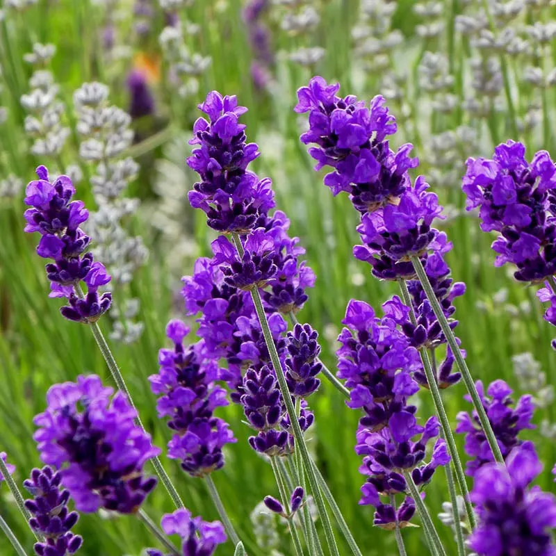 lavander cream reamov for dark areaa