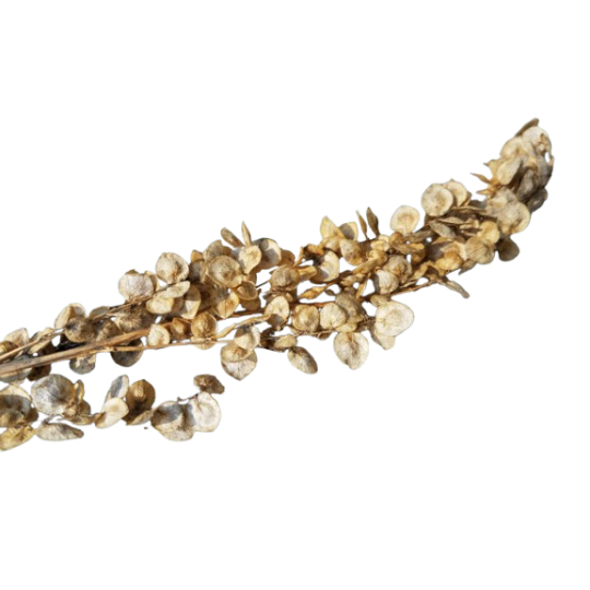 New ProDried Orach Atriplex Hortensisject Dried Orach Atriplex Hortensis